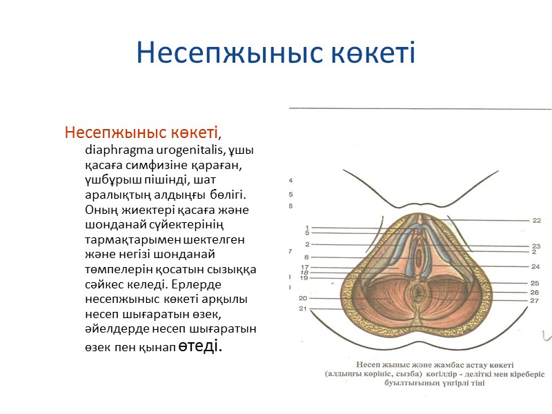 Несепжыныс көкеті Несепжыныс көкеті, diaphragma urogenitalis, ұшы қасаға симфизіне қараған, үшбұрыш пішінді, шат аралықтың